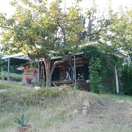 Olive Gardens Above Portoroz *